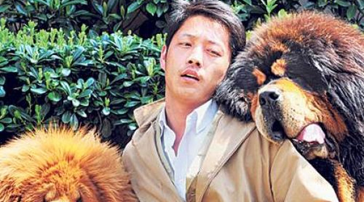630 millió forintnyi jüanért kelt el a két kutya
