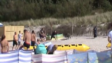 Dzik staranował turystów na plaży w Karwi