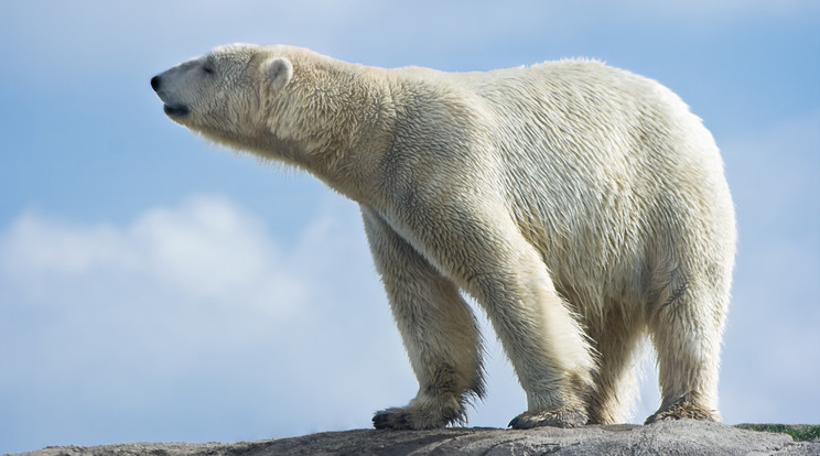 Valaki viccből csúnyán elbánt egy jegesmedvével / Fotó: Northfoto
