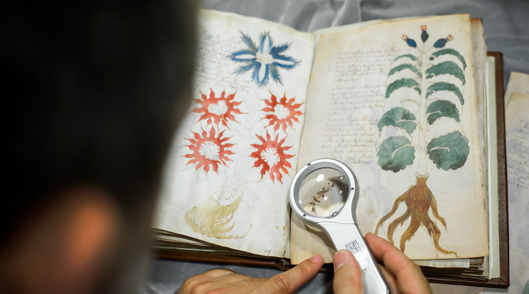 A kutatókat évtizedek óta lázban tartja a titkos nyelven írt kódex, amelyben furcsa növények és állatok szerepelnek /Fotó: AFP