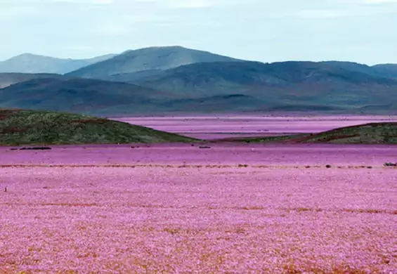 Piękne zdjęcia ukwieconych pustyni. Wprawią cię w marzycielski nastrój