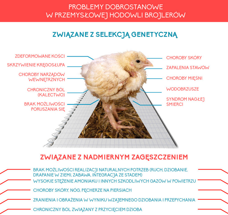 Problemy w przemysłowej hodowli