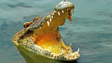 Hiszpania: trwają poszukiwania wielkiego krokodyla nilowego