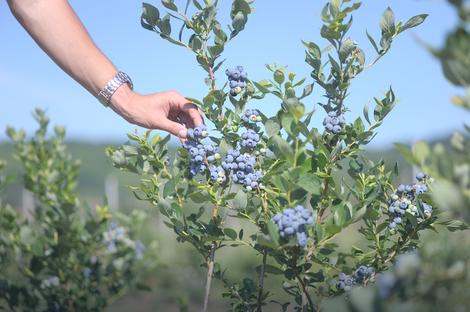 Marko i Luka znanje sa fakulteta direktno ulažu u svoj posao na zemlji