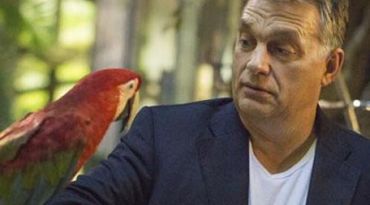 Így még nem láttad Orbán Viktort! Óriáspapagájjal haverkodott a miniszterelnök