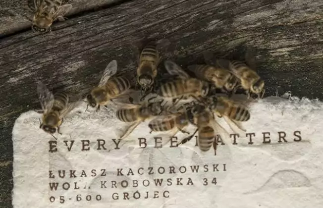 Powstał papier, który ratuje pszczoły