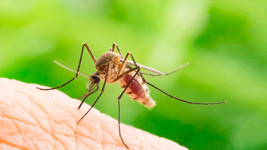 We Włoszech trwa walka z komarem tygrysim