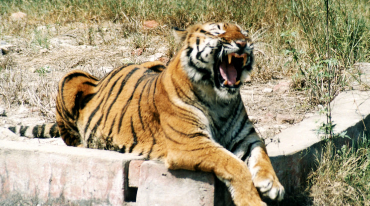 A bengáli tigris támadását egy állatkerti látogató sem látta/Fotó:Northfoto