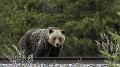Spotkanie z niedźwiedziem zakończone tragedią. Nie żyje 31-latka