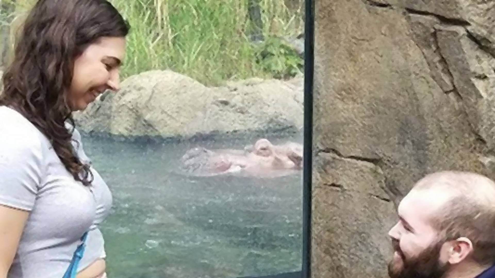 Zaprosio je devojku u ZOO vrtu, ali promakao mu je detalj zbog kog je postao viral