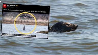 Nietypowe zachowanie foki szarej. Zrobiła to po raz pierwszy