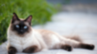 Kot syjamski – charakter, wady i zalety oraz pielęgnacja