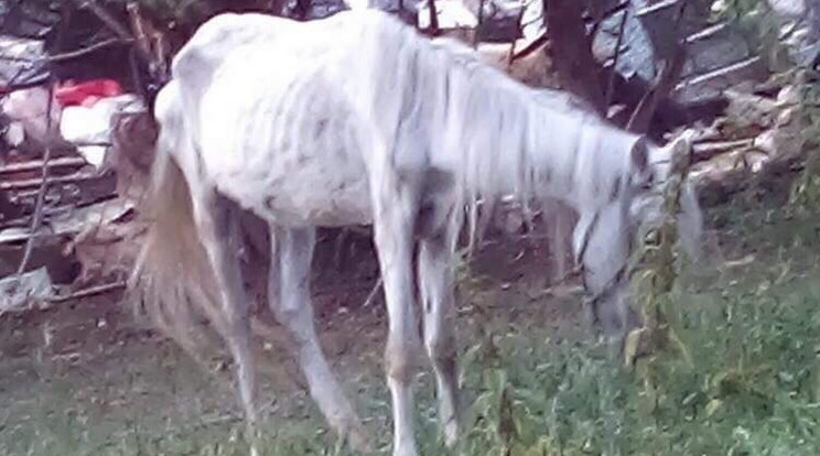 A fotó alapján a ló nincs túl jó állapotban, bár az állatorvos szerint nem kínozzák /Fotó: Facebook