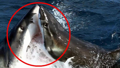 Rekin kontra rekin: pierwszy raz sfilmowano walczące ludojady
