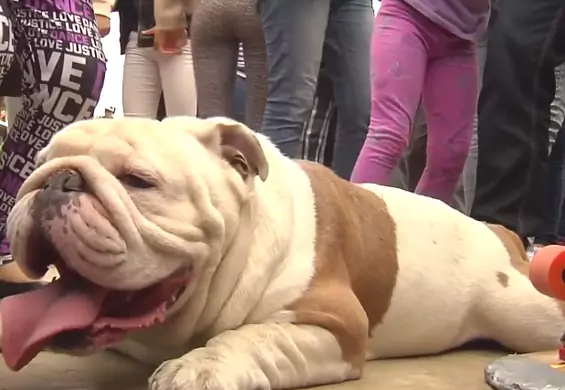 Buldog Otto pobił najdziwniejszy rekord, jaki można sobie wyobrazić