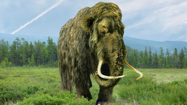 Wskrzeszanie mamuta będzie możliwe już za kilka lat