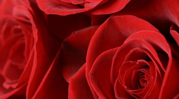 Vörös rózsákkal köszöntötte párja / Illusztráció: Northfoto