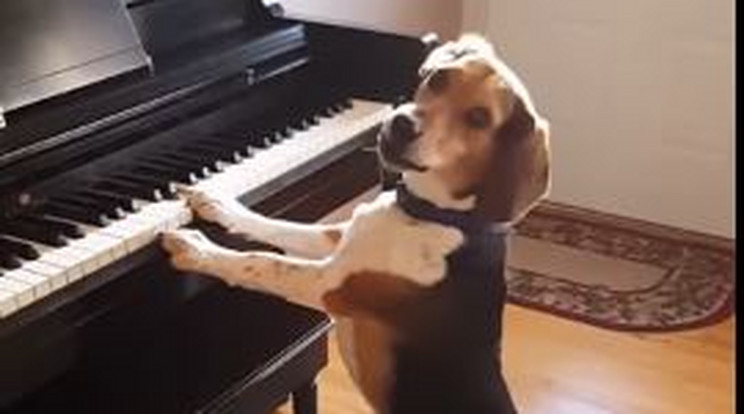 Az egyszerre zenélő és éneklő beagle