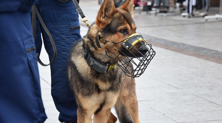 Igor a szolgálati kutya / Fotó: Police.hu