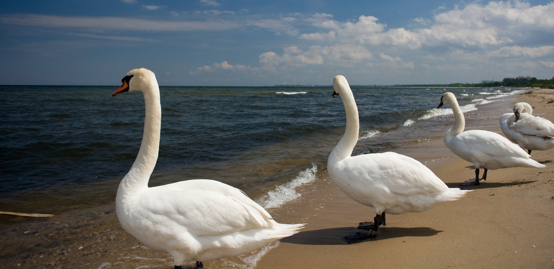 Kamery na plażach: Sopot