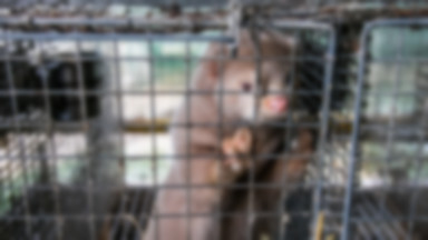 Sondaż. Ponad połowa obywateli przeciwko zakazowi hodowli zwierząt futerkowych