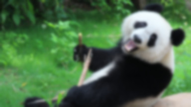 Pięć powodów by być jak... panda