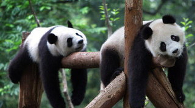 Hagyjál lógva! - Így ejtőznek a pandák