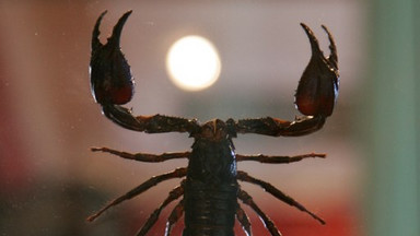 TOP5: plaga skorpionów, mieszkańcy w strachu
