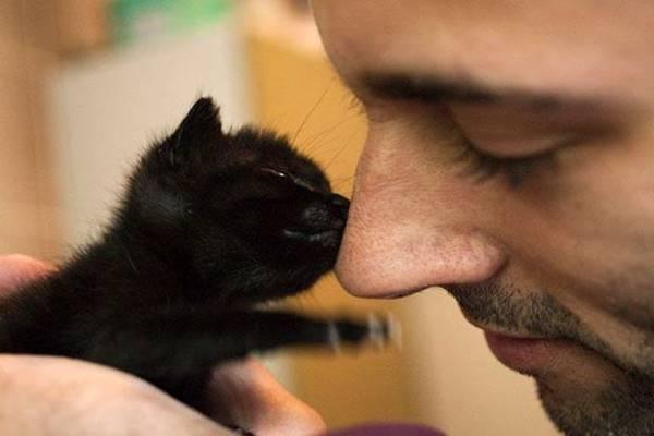 férfi-örökbe-fogadott-egy-fekete-kiscicát/ fotó: tudasfaja.com