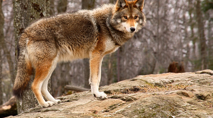 Megritkítaná a farkasállományt Olaszország /Fotó: Northfoto