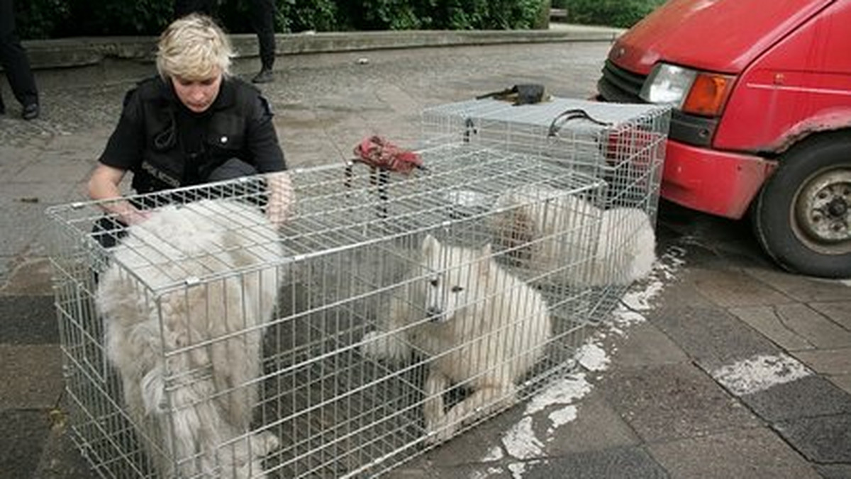 Stołeczni policjanci zatrzymali 25-letnią mieszkankę Słupska, która pozostawiła w centrum Warszawy w zamkniętym samochodzie siedem psów, dwa rasy nowofundland i pięć samojedów. Temperatura wewnątrz auta przekraczała 50 stopni Celsjusza.