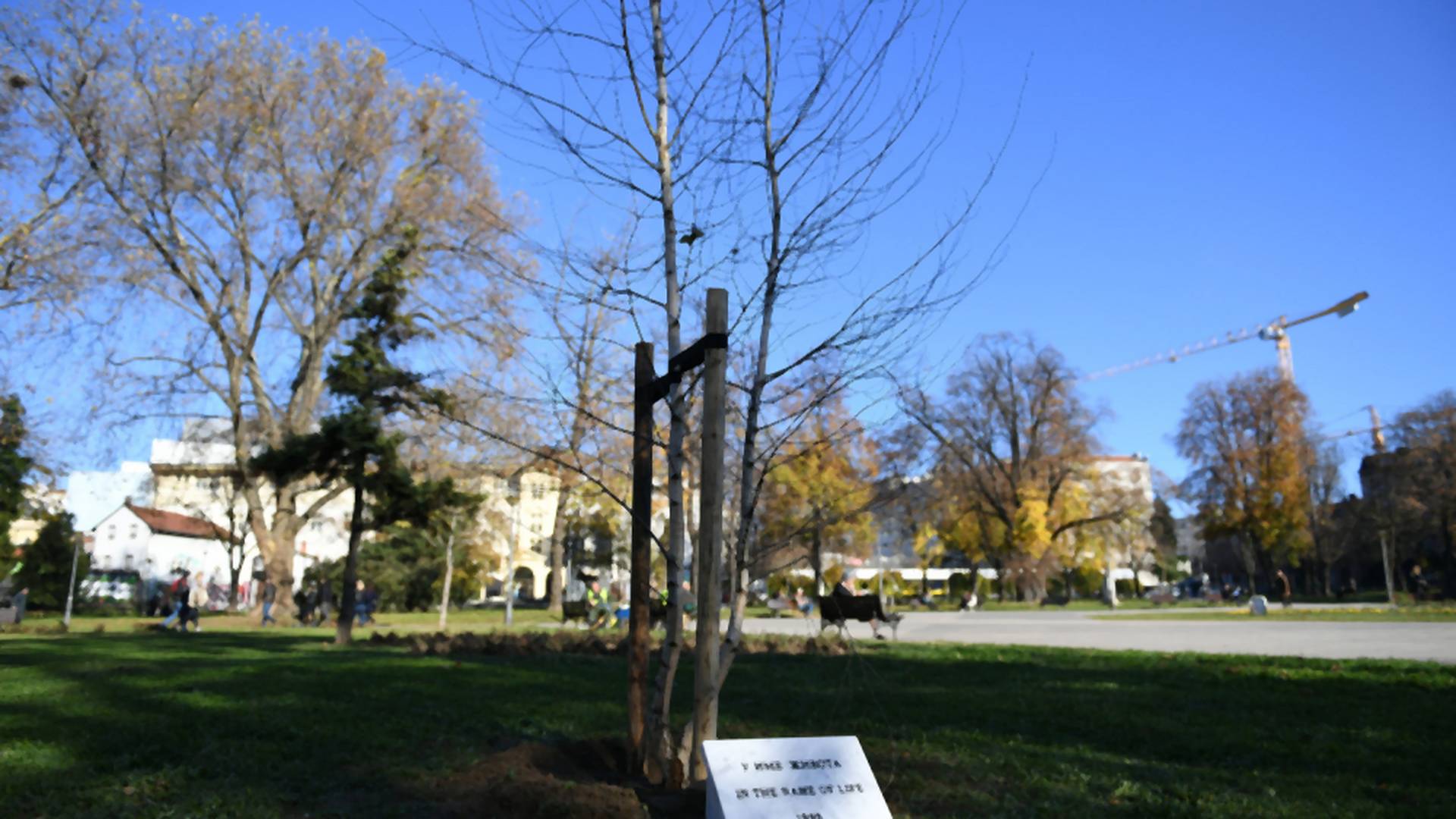 "U ime života": Drvo sa zgrade Generalštaba presađeno u Manjež