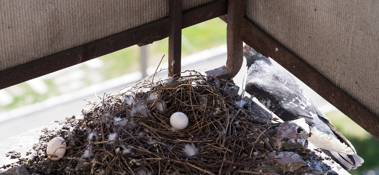 Co zrobić, jeżeli gołębie założą gniazdo na twoim balkonie? Dwie możliwości