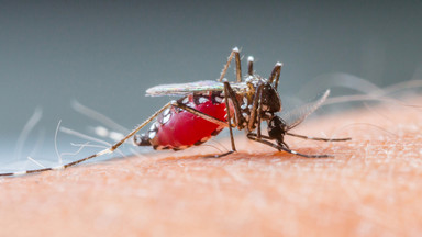Ukąszenia komarów - jak złagodzić świąd, ból i opuchliznę?