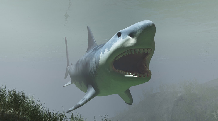 A rejtélyes pusztulás nem kímélte az óriásfogú cápákat, a Carcharodon megalodonokat sem/Fotó: AFP