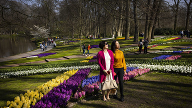 Słynny park kwiatowy Keukenhof otwarty po dwuletniej przerwie w Holandii