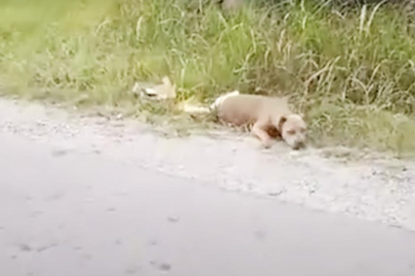 A nő azt hiszi egy halott kutyát lát az út mellett – közelebb megy és rájön a szörnyű igazságra