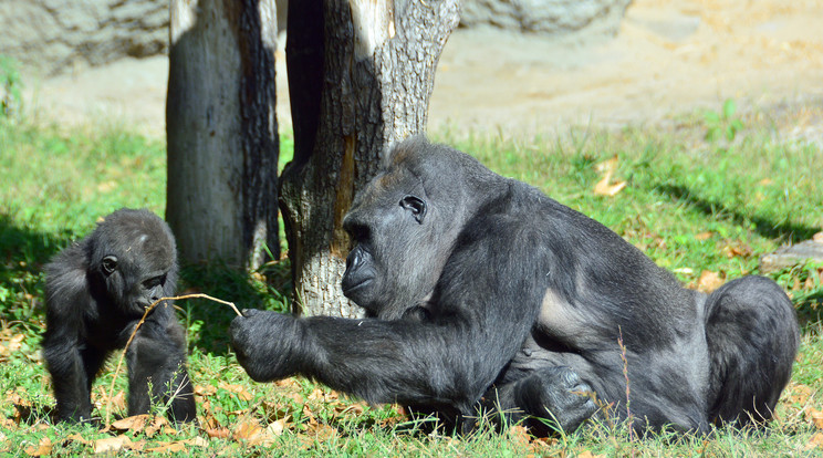 Iringa, a gorillahölgy örömmel játszik pótmamát a kétéves Indigó mellett /Fotó: Bagosi Zoltán