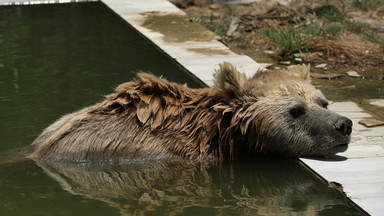 Tragedia w zoo w Iraku. Niedźwiedź zaatakował dziecko 