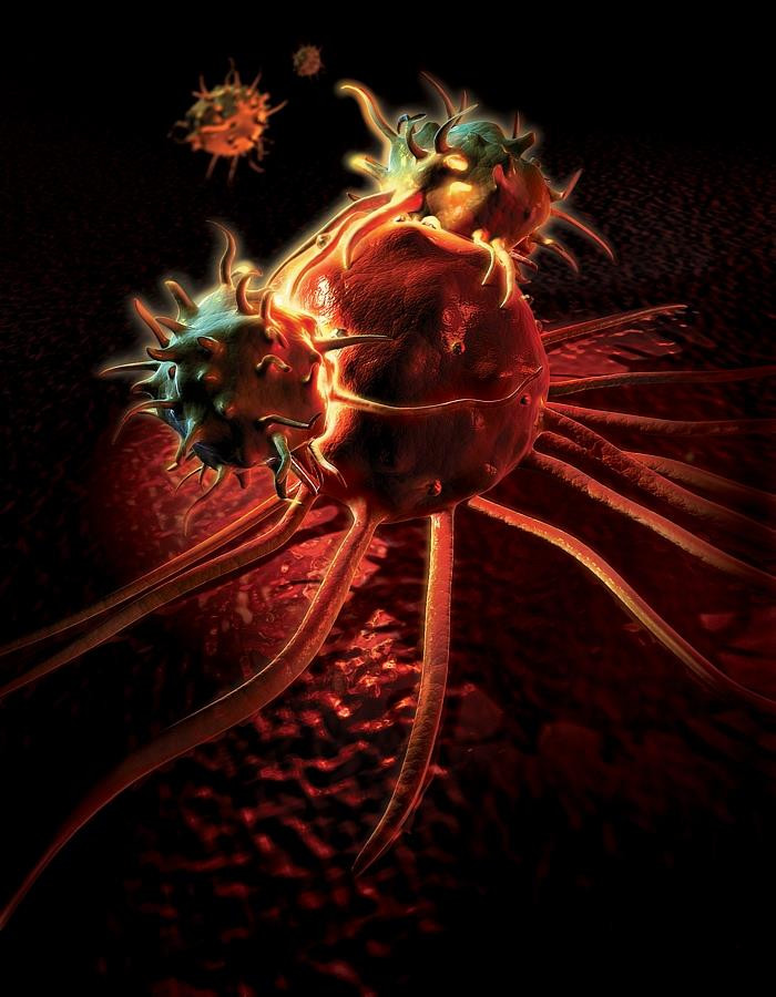 Limfocyty atakujące komórkę rakową