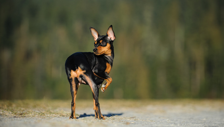 Pinczer miniaturka – mały pies, wielki charakter