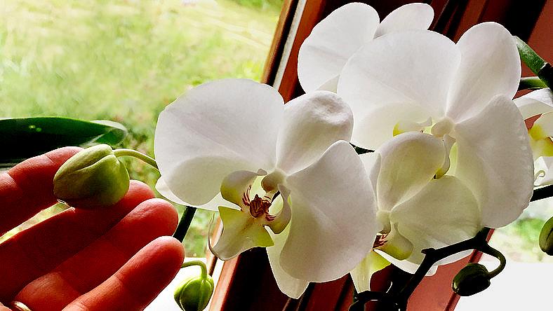 Orchidea Fotó: RAS / Kerék Ágnes