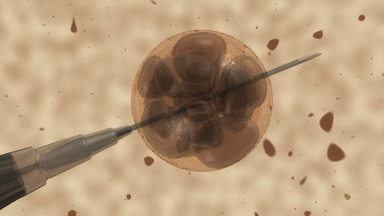 Błędy w raporcie nt. komórek macierzystych ze sklonowanych ludzkich embrionów