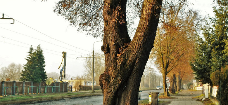 Gorzów Wlkp.: w drzewach przy Kostrzyńskiej nie znaleziono nietoperzy