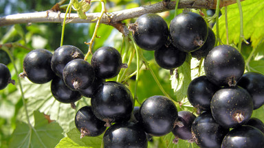 Owoce czarnej porzeczki wspomagają odporność organizmu. Jak dbać o czarną porzeczkę?