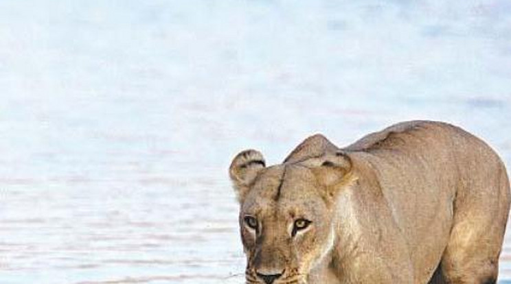 Először úsztak anyjukkal az oroszlánkölykök - fotó!
