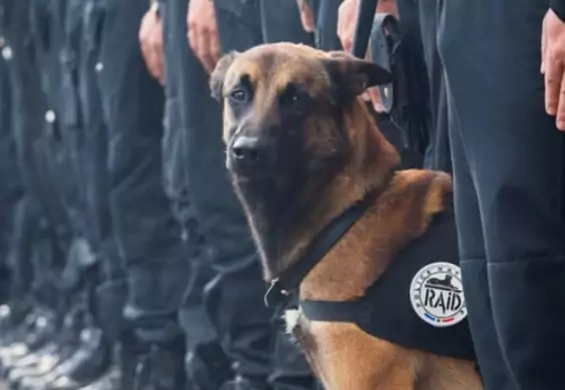 Ten uroczy pies zmarł podczas zamachów w Paryżu. Powinien dostać medal za odwagę?