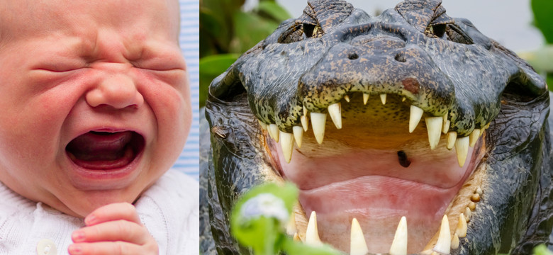 Krokodyle lubią płacz niemowląt. Naukowcy wiedzą dlaczego