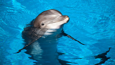Turysta zabił delfina, by inni mogli zrobić sobie z nim zdjęcie