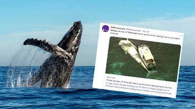 Gigantyczne zwłoki wieloryba zaatakowało stado rekinów
